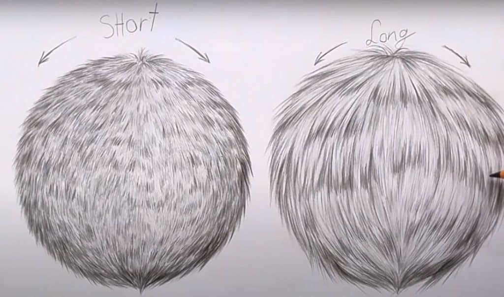 How to Draw Fur Step by Step