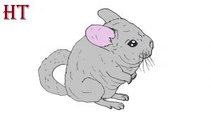 How to draw a Chinchilla