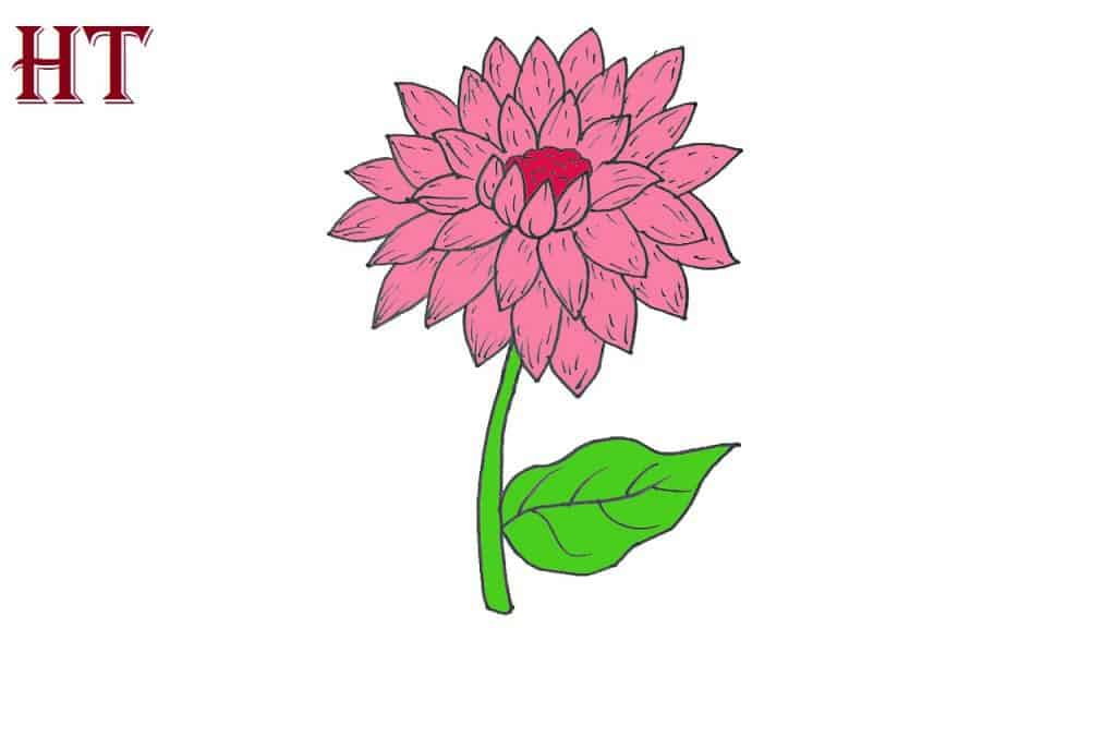 How to draw a Dahlia