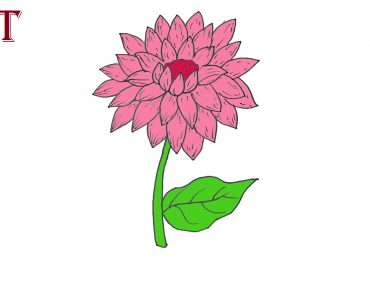 How to draw a Dahlia Flower