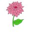 How to draw a Dahlia Flower