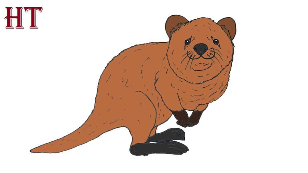How to draw a Quokka