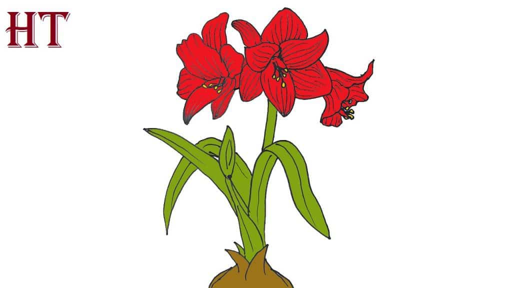 How to draw a amaryllis