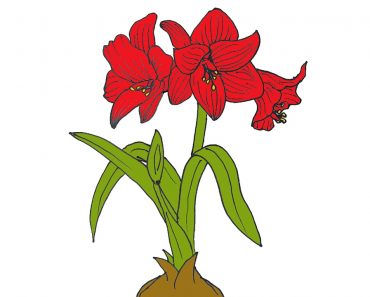 How to draw a Amaryllis Flower
