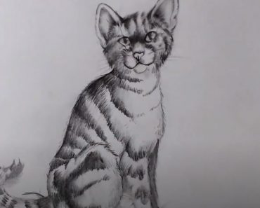 How to draw a sitting Cat with Pencil