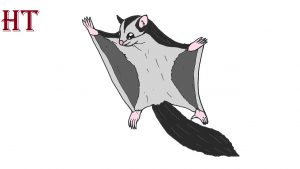 How to draw a sugar glider