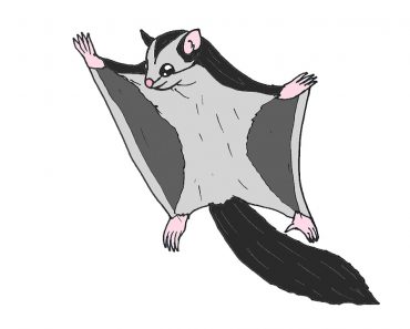 How to draw a Sugar Glider Step by Step