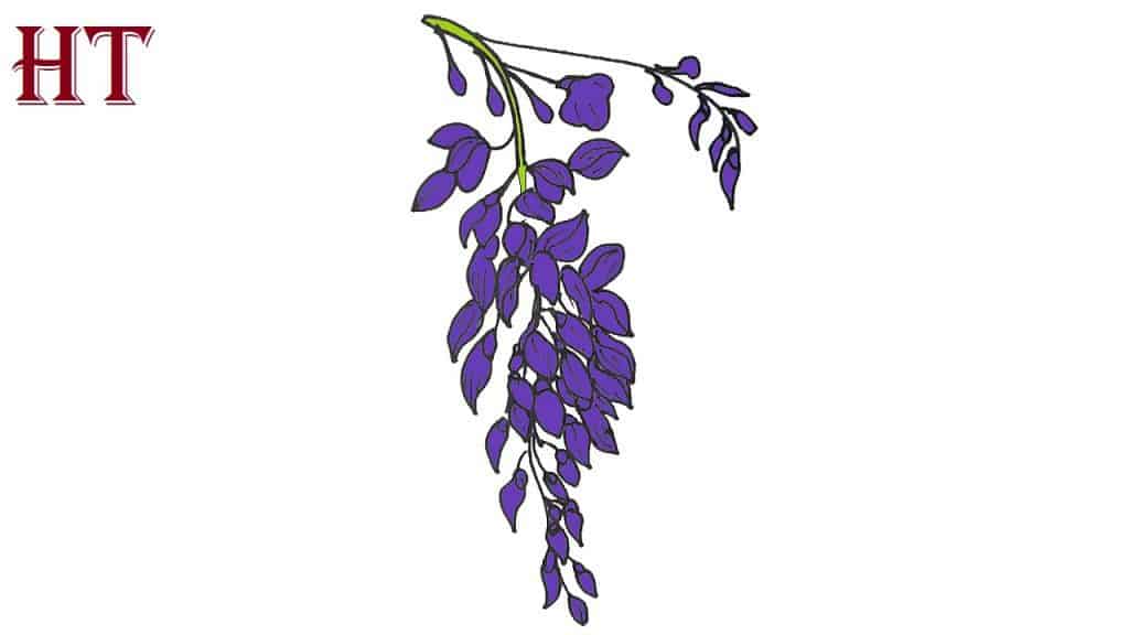 How to draw a wisteria