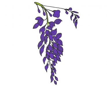 How to draw a wisteria Flower Step by Step