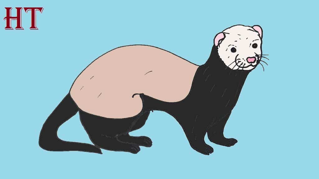 how to draw a ferret