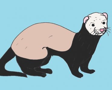 How to draw a Ferret Step by Step