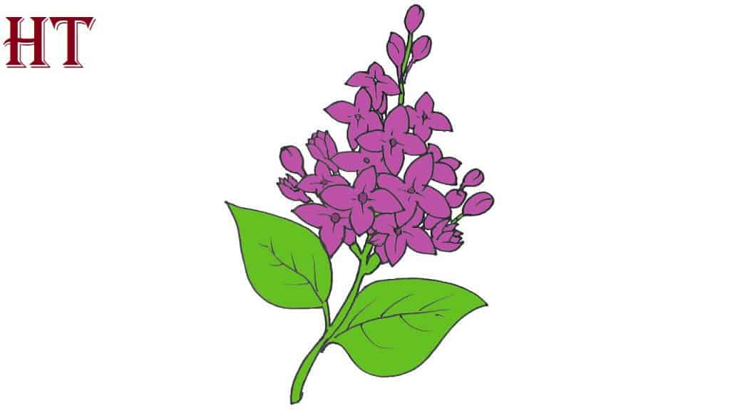 how-to-draw-lilacs