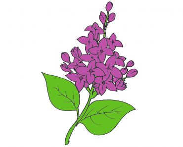 How to draw Lilacs flower