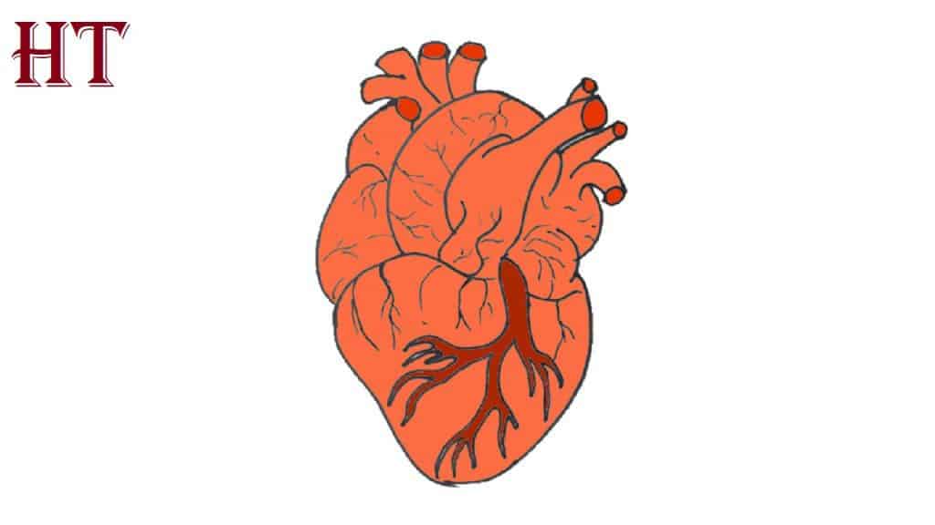 How To Draw A Human Heart