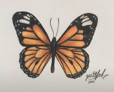 How To Draw A Monarch Butterfly Step by Step