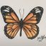 How To Draw A Monarch Butterfly Step by Step