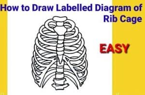 How To Draw A Rib Cage