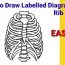 How To Draw A Rib Cage Step by Step