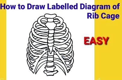 How To Draw A Rib Cage Step by Step