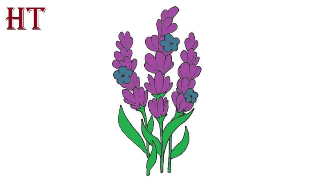How to Draw Lavender