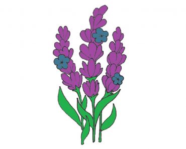 How to draw Lavender Flower Step by Step