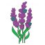 How to draw Lavender Flower Step by Step