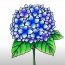 How to Draw a Hydrangea Flower Step by Step
