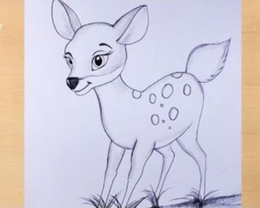 How to draw a Deer Step by Step