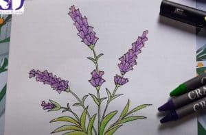 How to draw lavender flowers