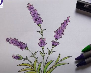 How to draw Lavender flowers Step by Step