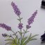 How to draw Lavender flowers Step by Step