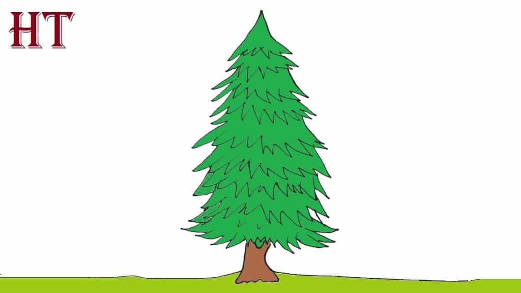 how to draw a spruce tree