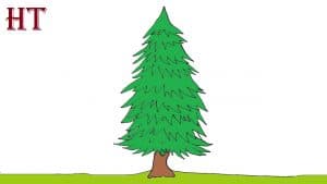 how to draw a spruce tree