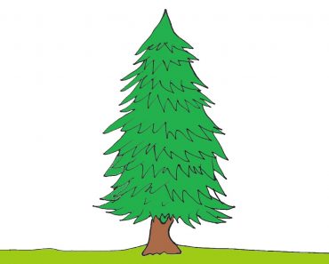 How to draw a spruce tree Step by Step