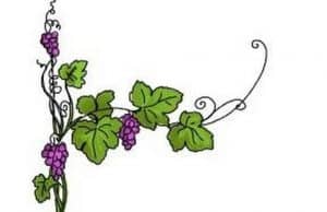 how to draw vines and flowers