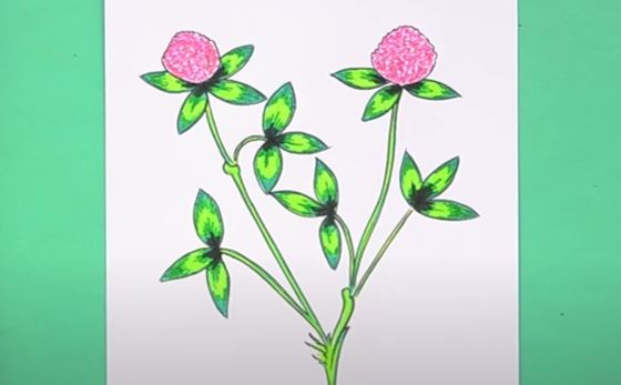 How To Draw A Clover Flower Step by Step