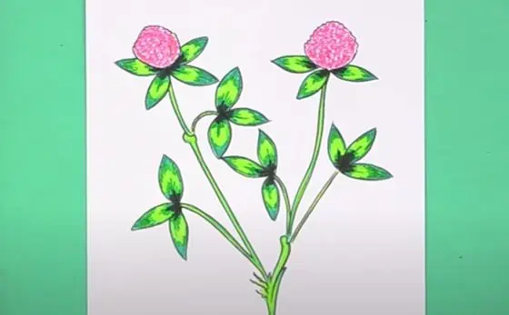 How To Draw A Clover Flower