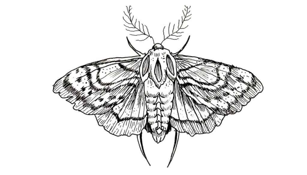 How To Draw A Moth