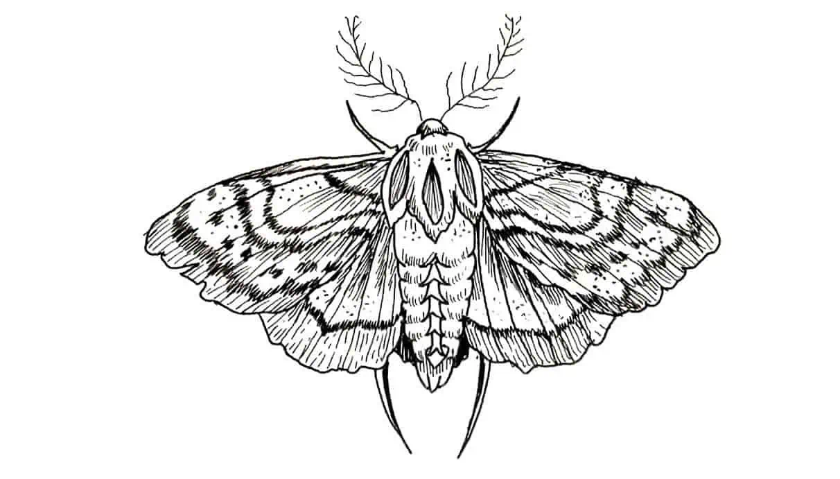 How To Draw A Moth