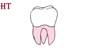 How To Draw A Tooth