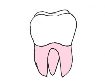 How To Draw A Tooth Step by Step