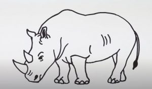 How To Draw A White Rhino