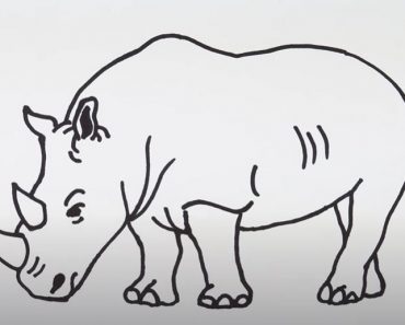 How To Draw A White Rhino Step by Step