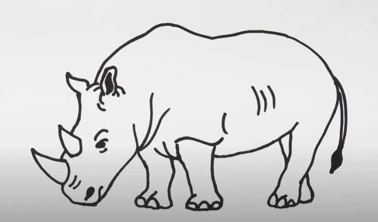 How To Draw A White Rhino Step by Step