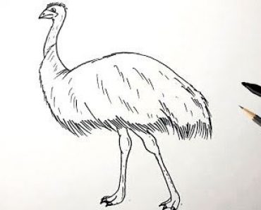 How To Draw An Emu || Birl drawing easy