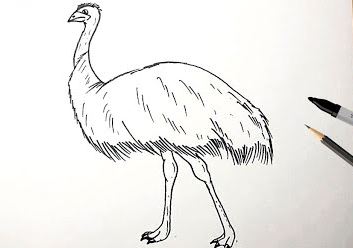 How To Draw An Emu || Birl drawing easy