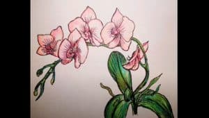 How To Draw An Orchid Flower