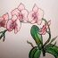 How To Draw An Orchid Flower Easy For Beginners