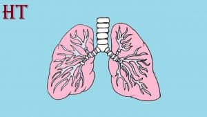 How To Draw Lungs