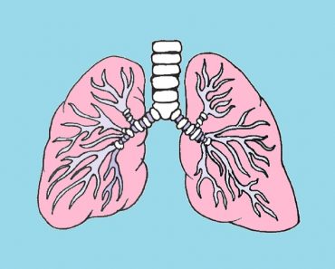 How To Draw Lungs Step by Step